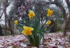Photo of daffodils growing out of the ground, surrounded by fallen magnolia blossom petals
