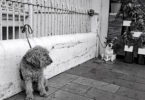 A black and white photograph of two dogs tied to a railing - six feet apart.