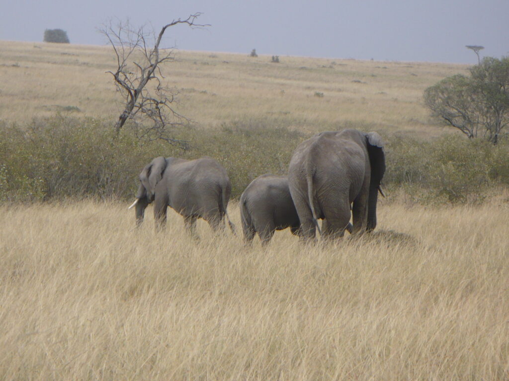 Three elephant walking in long grass in Kenya