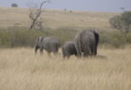 Three elephant walking in long grass in Kenya
