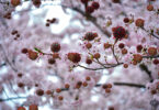 Digital image of a blossoming tree with COVID19 buds