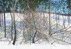 Winter countryside scene with snow on the ground and a hemlock bush in the middle of a forest