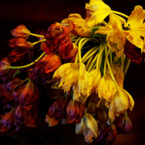 Photograph of yellow and red tulips on a black background